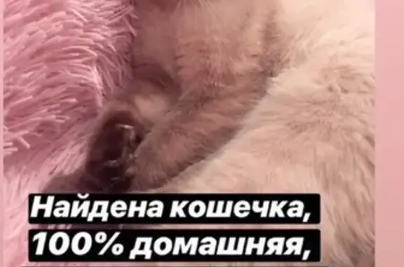 Найдена кошка на Жуковского в Тамбове