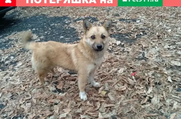 Пропала маленькая рыжая собака в Ижевске