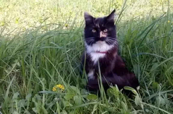Пропала беременная кошка на ул. Ляшенко, Обнинск