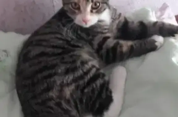 Кошки потеряшки, Заозёрск, фото: Потеряшка кошка в Заозёрске, Мурманская область