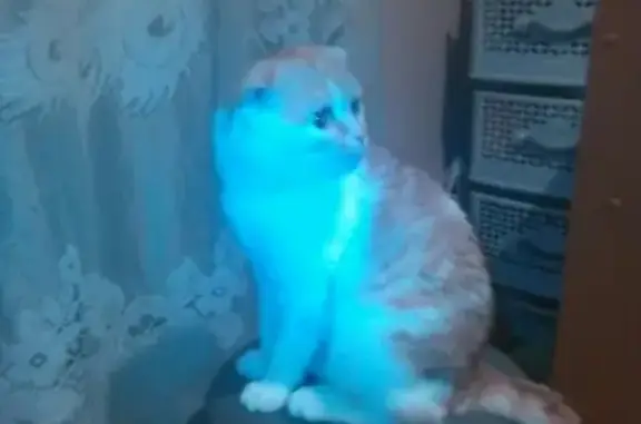 Кошки потеряшки, Переслегино, фото: Потеряшка кот Тайсон в д. Переслегино, Псковская область