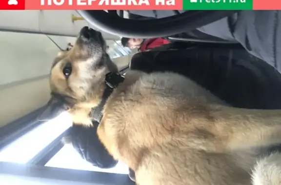 Найдена собака на улице Родины, Казань