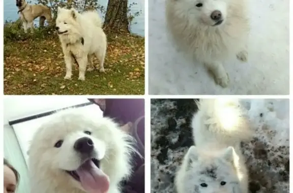 Пропала собака Дор на Московском тракте, Тюменская область