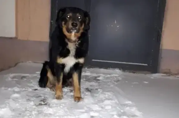 Ухоженная собака с ошейником найдена в Саранске