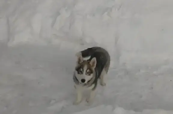Найден щенок хаски в Орехово-Зуево
