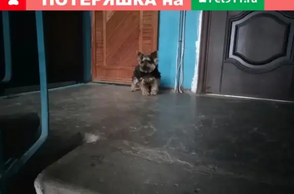 Найдена собака в Каменске-Уральском