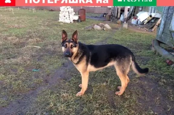 Собака ищет новых хозяев в Кумачево, Калининградская область.