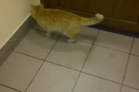 Найден рыжий кот в Балашихе, ул. Свердлова