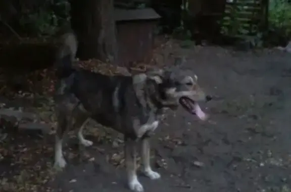 Собаки потеряшки, Черняховск, фото: Потеряшка пёс Бой в Черняховске, Калининградская область