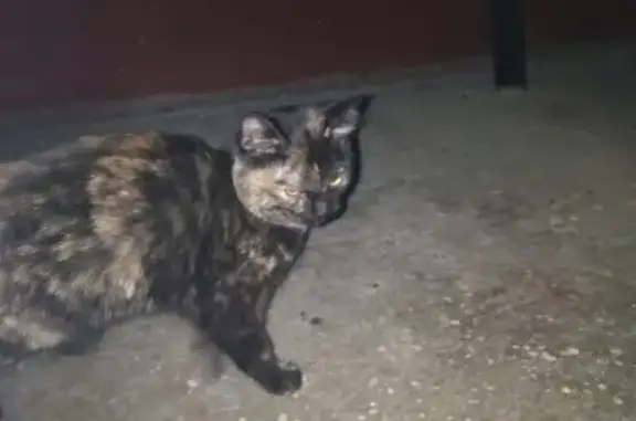Найдена кошка в Нижнем Тагиле, ищем хозяина