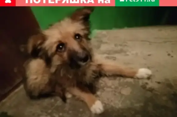 Найдена собака в Волгограде, прошу помочь!