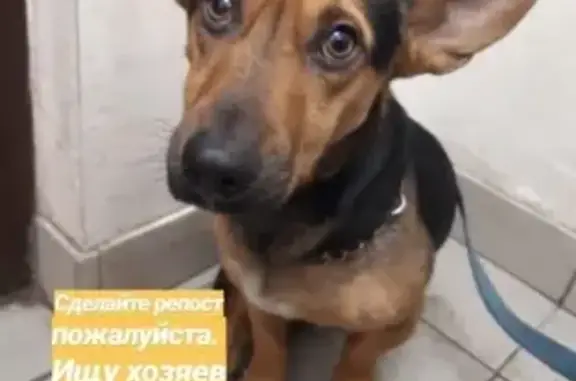Найдена собака на улице Восстания