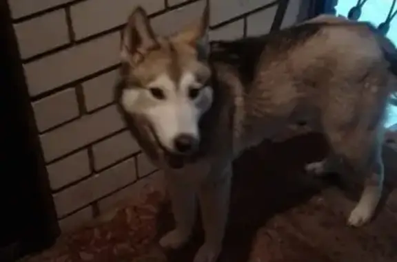Найдена собака Лайка в деревне Никулино, Тверская область