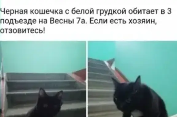 Ласковая кошка ищет дом на Весны 7 в Красноярске