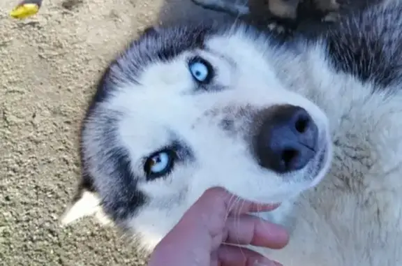 Пропала собака в поселке Георгиевское, ищут Сибирского хаски по имени Юта