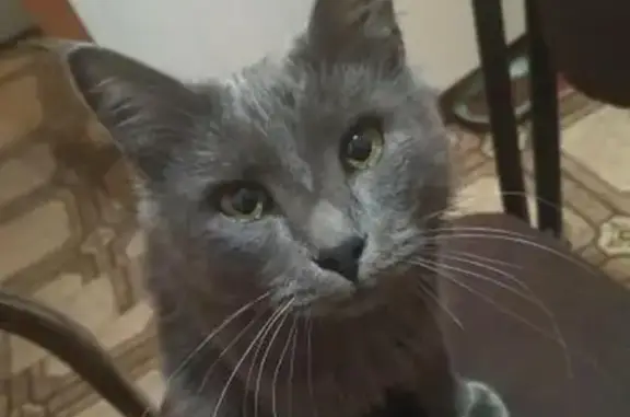 Кошки потеряшки, Набережные Челны, фото: Потеряшка кот Филипп в Набережных Челнах