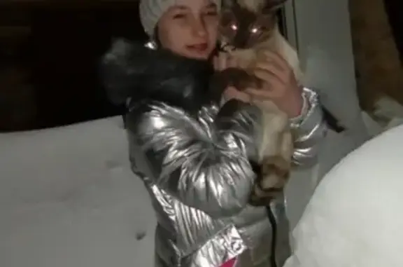 Пропал кот сиамский в Сосногорске, Республика Коми