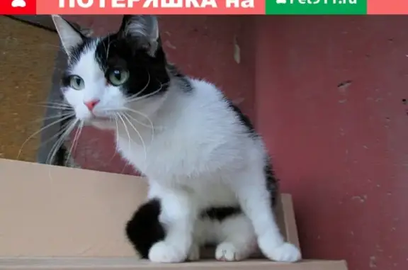Пропала кошка на Мал. Ильменской, Челябинская обл.