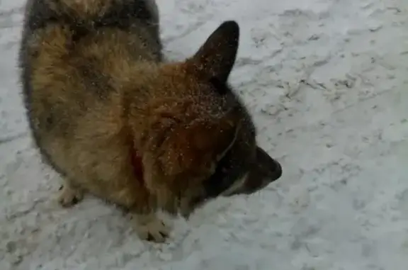 Найден молодой волкоподобный пес в Казани