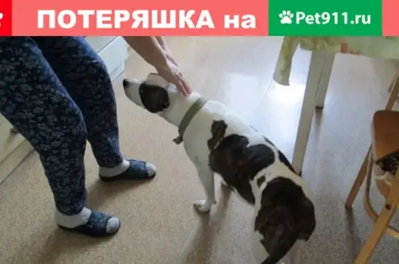 Найдена собака на ул. Зеленая в Астрахани