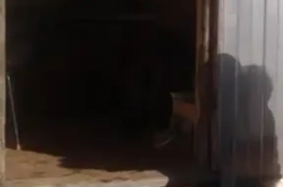 Пропала собака на дрчном коп в Сургуте