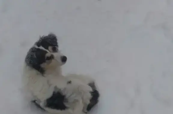 Пропала собака Малышь в Сыктывкаре, Республика Коми