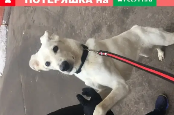 Умная собака ищет дом: ул. Костякова, Москва, д. 15