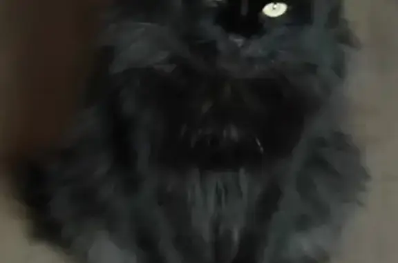 Кошки потеряшки, Владивосток, фото: Потеряшка чёрный кот на ул. Адмирала Фокина, вознаграждение.