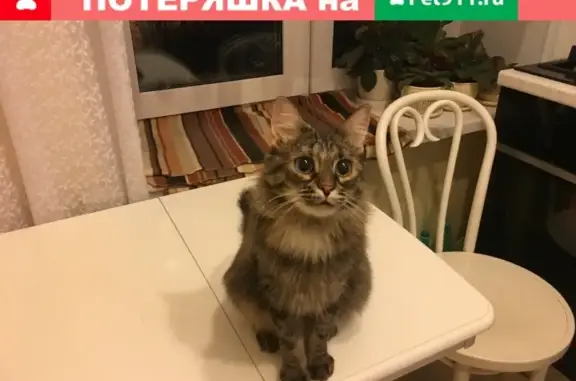 Найдена кошка в Москве, ищет новый дом без других животных