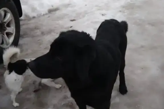 Найден черный лабрадор в хуторе Ржавец, Шебекинский район