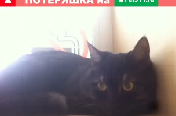 Найдена кошка в Тольятти, Горького 74