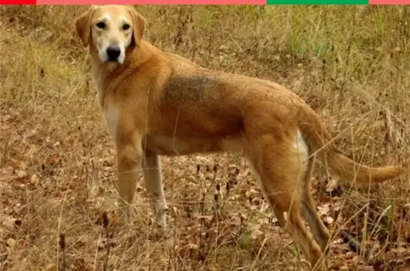 Пропала охотничья собака Буян в Звенигово