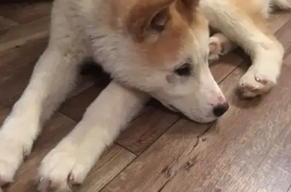 Найдена собака в Пермском крае