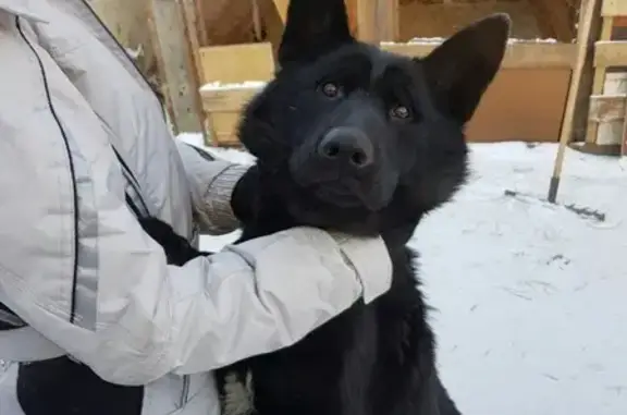 Найдена собака в Ново-Ленино, ищем хозяина