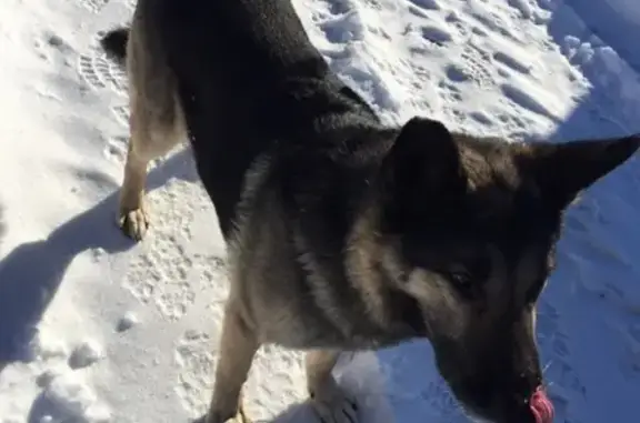 Найдена собака в Брянске, Советском районе