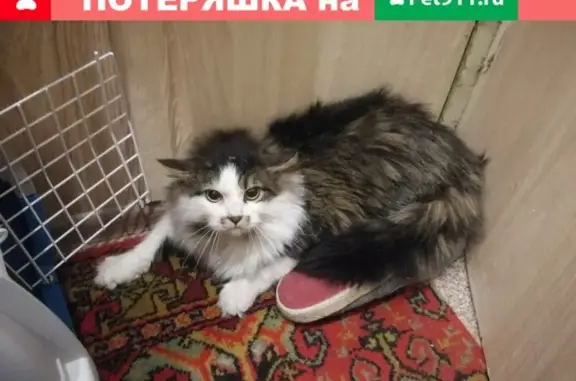 Найден кот на ул. Ломоносова, 6 в Мурманске.