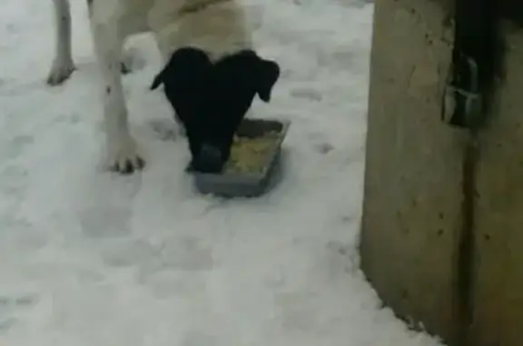 Найдена собака в д. Леженки, Орловский район