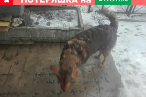 Найдена раненая собака на улице Коммуны, Санкт-Петербург