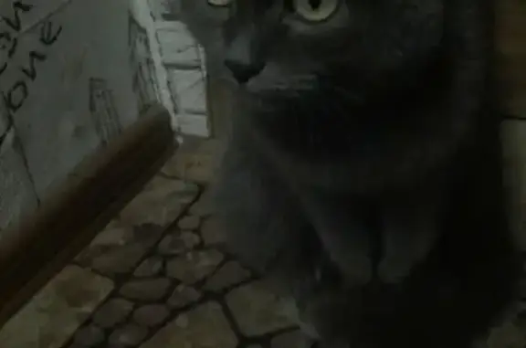 Найдена кошка на Циолковского 7б, нужен хозяин!