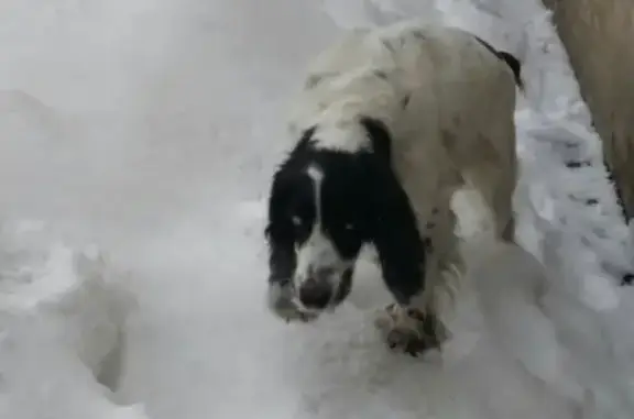 Найдена собака, Нижний Новгород, фото: Найдена собака без ошейника в Н.Новгороде