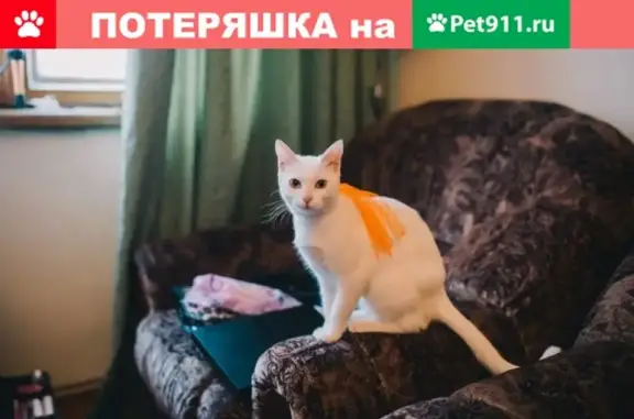 Пропала кошка на улице Хлобыстова, Мурманск!