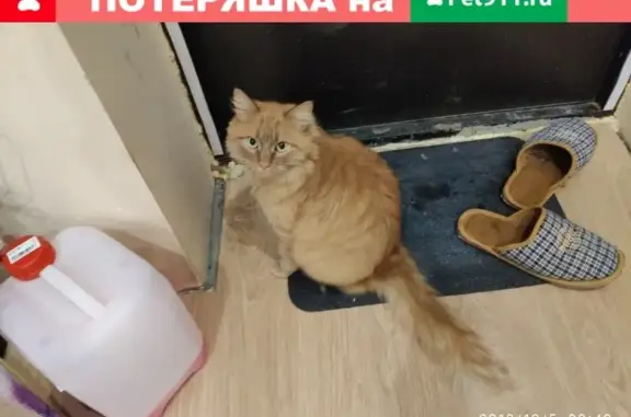 Пропала кошка в Новороссийске, Рыжик, экспериментальный район