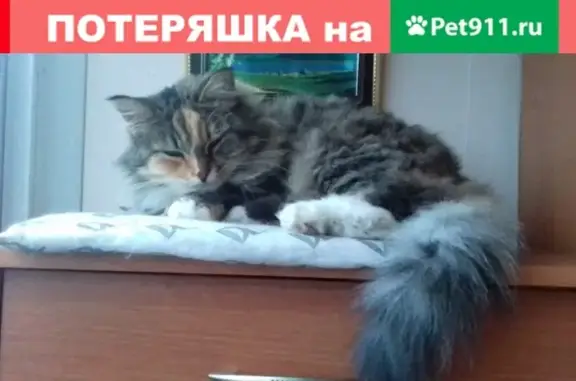 Пропала кошка в Тосно на Тотмина-Станиславского-Чехова