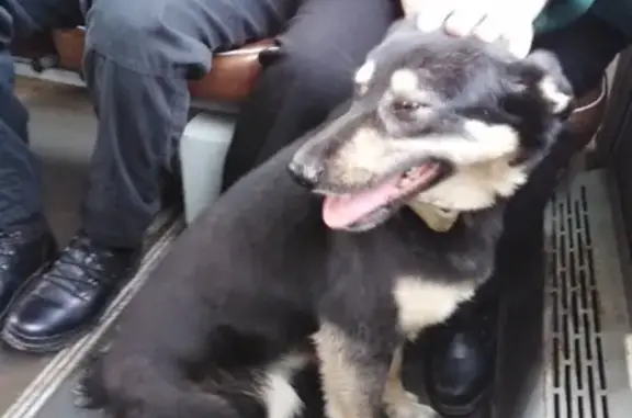 Найдена собака на столбах в Красноярске