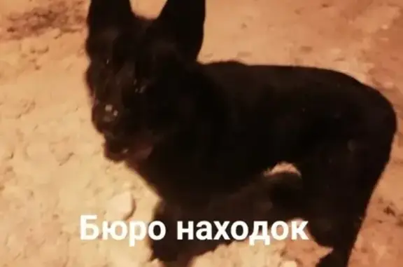 Найдена чёрная овчарка на Нефтебазе в Архангельске