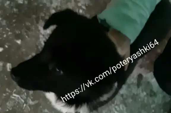 Найден щенок с ошейником в Энгельсе, Саратовская область
