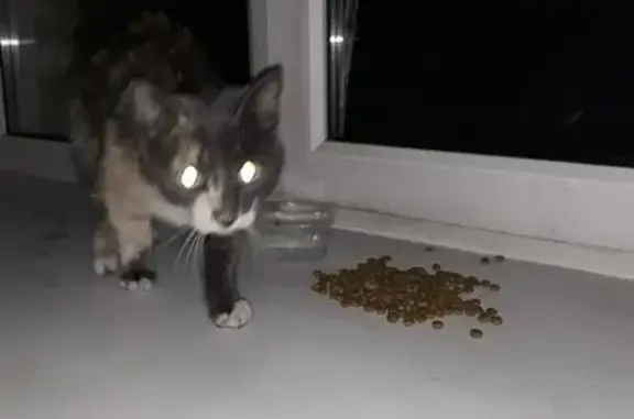 Найден котенок во дворе на Орджоникидзе, Новокузнецк