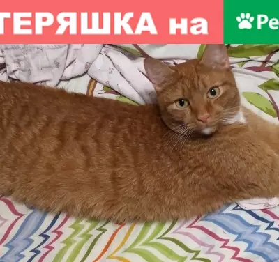 Пропала кошка в Берёзовском, Россия