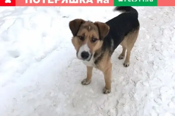 Пропала собака на Авиаконструкторов, СПб