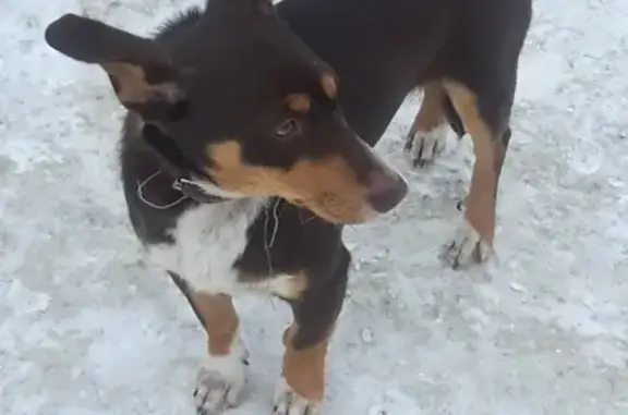 Найдена собака в Барнауле на Малахова